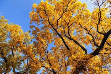10 GINKGO BILOBA Maidenhair Tree Yellow Fall Orange